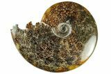 Polished Ammonite (Cleoniceras) Fossil - Madagascar #233513-1